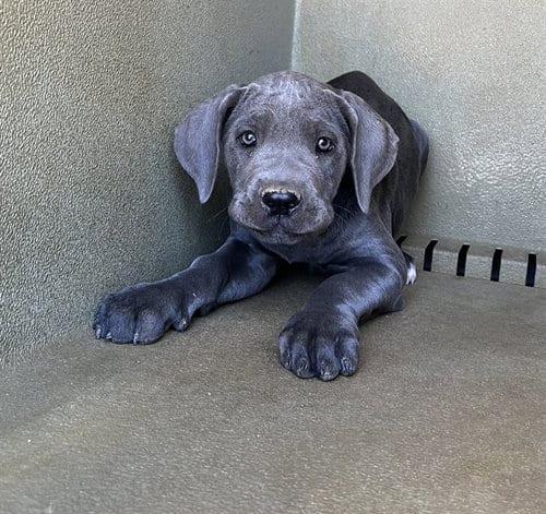 Photo of A5804153, adoptable Cane Corso Mastiff in Lancaster, California
