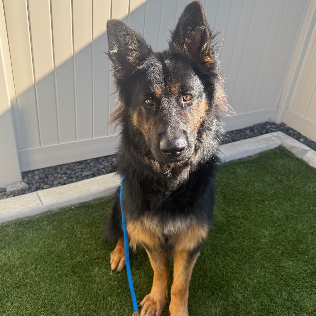 Photo of Gremlin KCAC 26-42615, adoptable Shepherd, German in Hayden, Idaho
