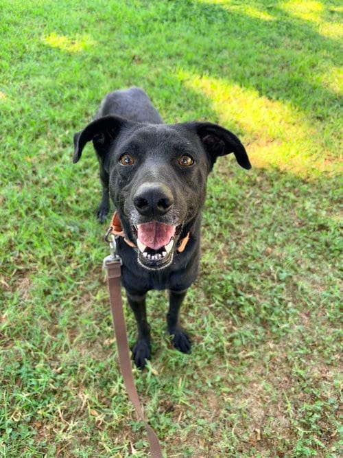 Photo of Harold, adoptable Labrador Retriever in San Diego, California