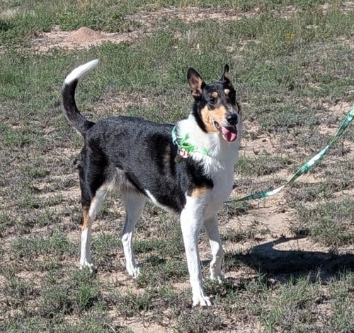 Photo of Lady, adoptable Collie in Pueblo West, Colorado
