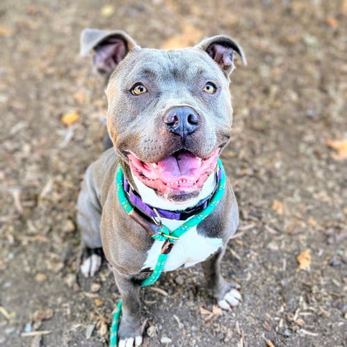 Photo of Monterey, adoptable American Pit Bull Terrier in Oakland, California