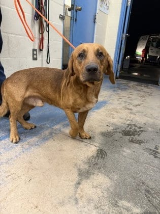 Photo of Jebediah, adoptable Basset Hound in Inverness, Florida