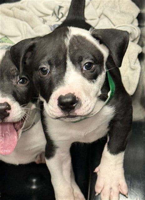 Photo of Aster, adoptable American Pit Bull Terrier in Mesa, Arizona