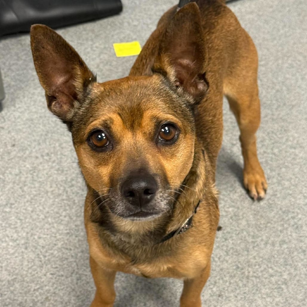Photo of Peanut Butter, adoptable Chihuahua / Mixed Breed (Small) in Martinsville, Virginia