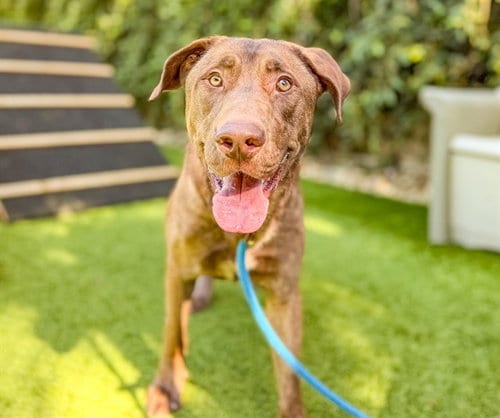 Photo of Copper, adoptable Labrador Retriever in San Jose, California