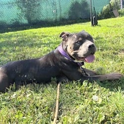 Photo of Slater, adoptable Mixed Breed (Medium) in Syracuse, New York