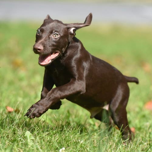Photo of Frodo, adoptable Chocolate Labrador Retriever in Mechanicsburg, Pennsylvania