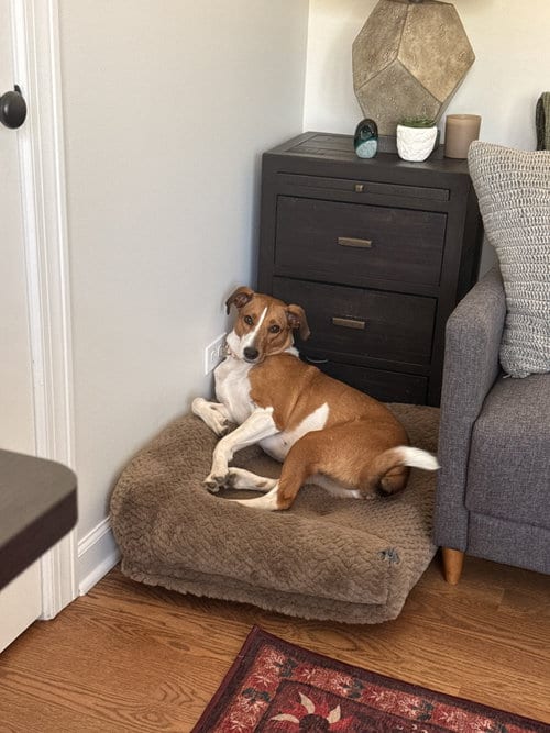 Photo of Flo, adoptable American Foxhound in Plainfield, Illinois