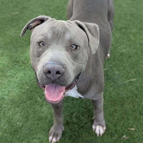 Photo of Buddy, adoptable Pit Bull Terrier in Las Vegas, Nevada