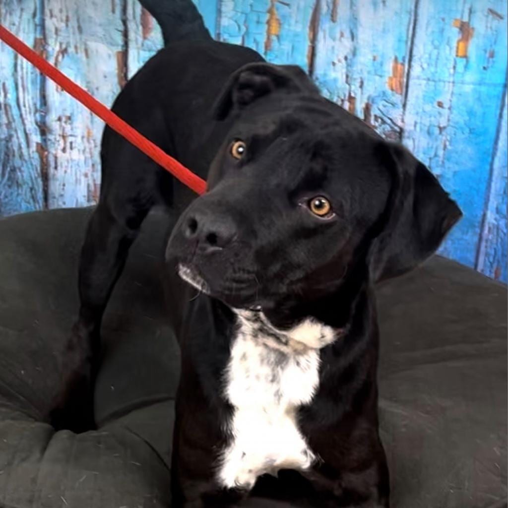Photo of Tyson, adoptable Retriever, Labrador / Mix in Weatherford, Texas