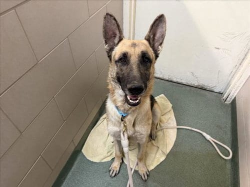 Photo of Rex, adoptable German Shepherd Dog in Santa Fe, New Mexico