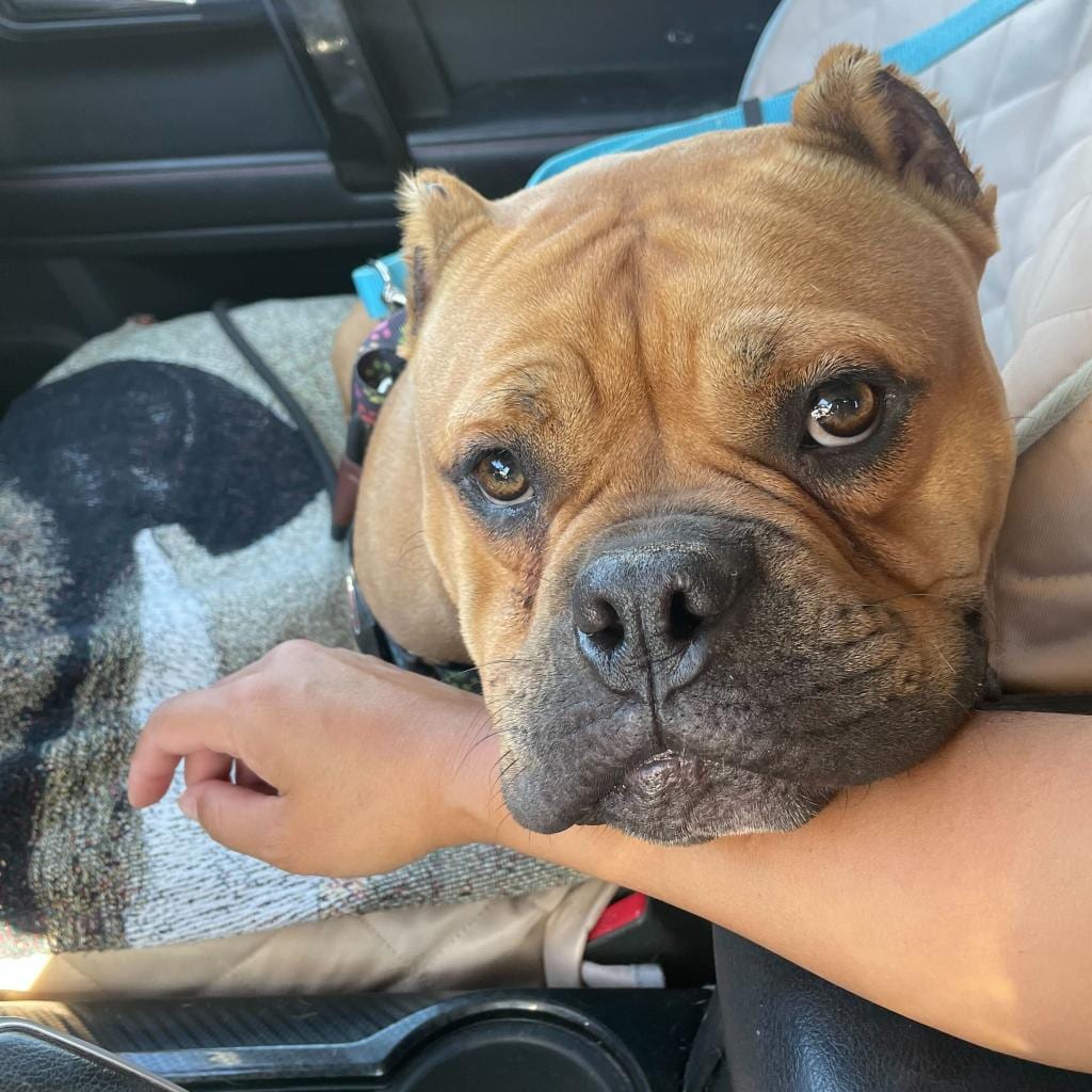 Photo of Studley, adoptable Bulldog, English in California, California