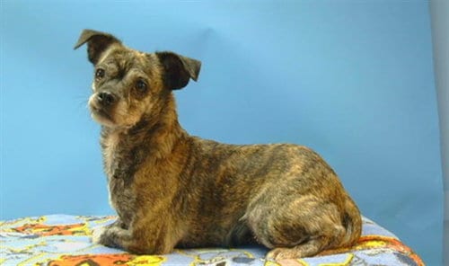 Photo of A5802934, adoptable Chihuahua in Gardena, California