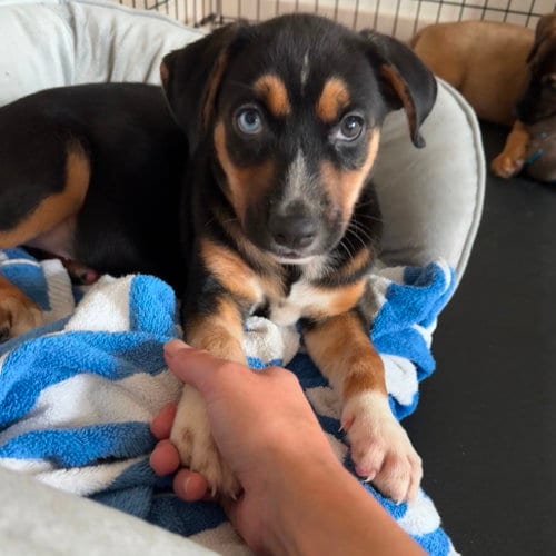 Photo of Little Elm, adoptable Terrier in Dallas, Texas