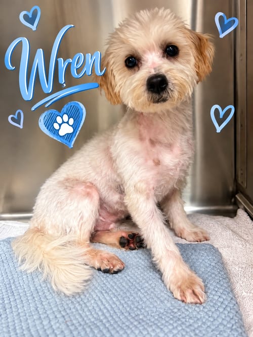 Photo of Wren, adoptable Maltese in San Diego, California