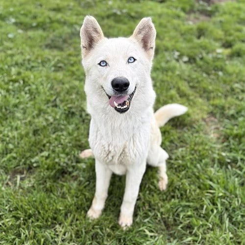 Photo of Dani, adoptable Siberian Husky in Modesto, California