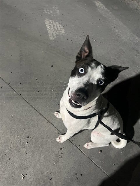Photo of Lizzie, adoptable American Pit Bull Terrier in Corpus Christi, Texas