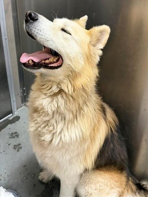 Photo of Dante, adoptable Alaskan Malamute in Santa Cruz, California