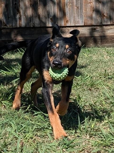 Photo of Bruno, adoptable Doberman Pinscher in Plano, Texas