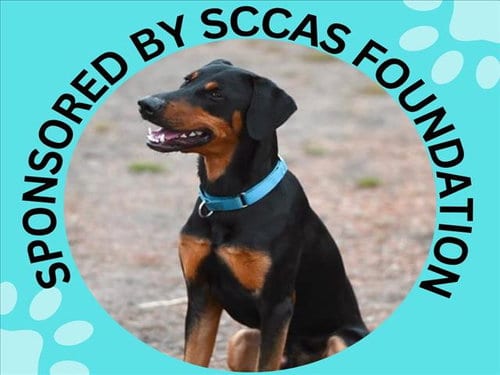 Photo of Debo, adoptable Doberman Pinscher in Santa Cruz, California