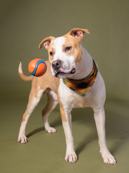 Photo of Happy Guy, adoptable dog in Atlanta, Georgia