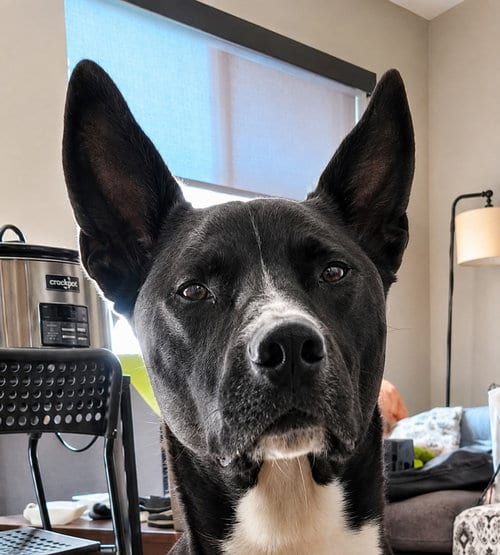 Photo of Hari, adoptable Cattle Dog in Lake Forest, California