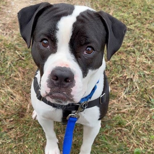 Photo of Rooney, adoptable American Bulldog in Boston, Massachusetts