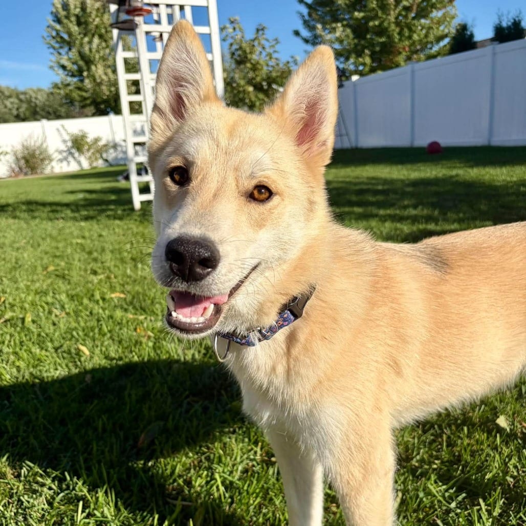 Photo of Todd, adoptable Husky / Mix in Alma, Wisconsin