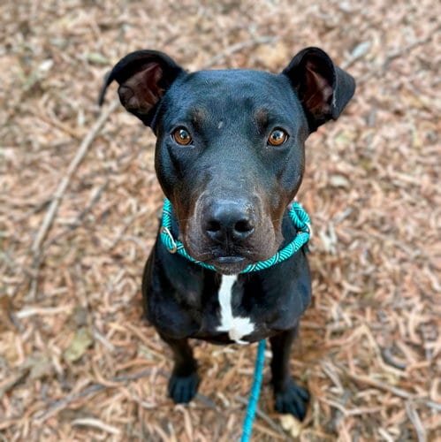 Photo of Jetty, adoptable Unknown breed in Oakland, California