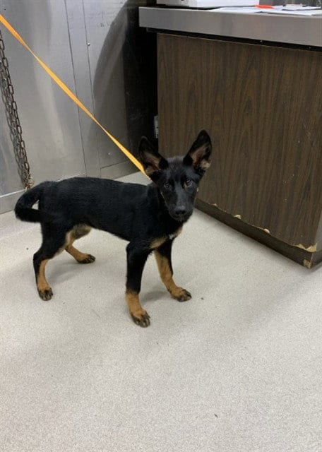 Photo of Mali, adoptable German Shepherd Dog in Fairbanks, Alaska