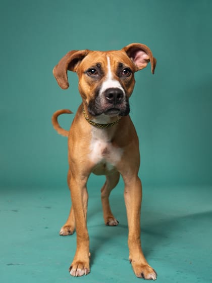 Photo of Scout, adoptable dog in Atlanta, Georgia