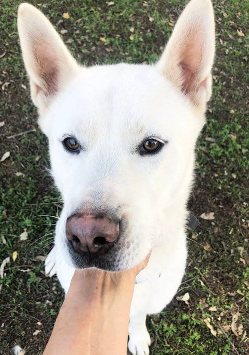 Photo of Keanu, adoptable Akita in Romoland, California