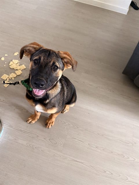 Photo of Corky, adoptable Anatolian Shepherd in Conroe, Texas
