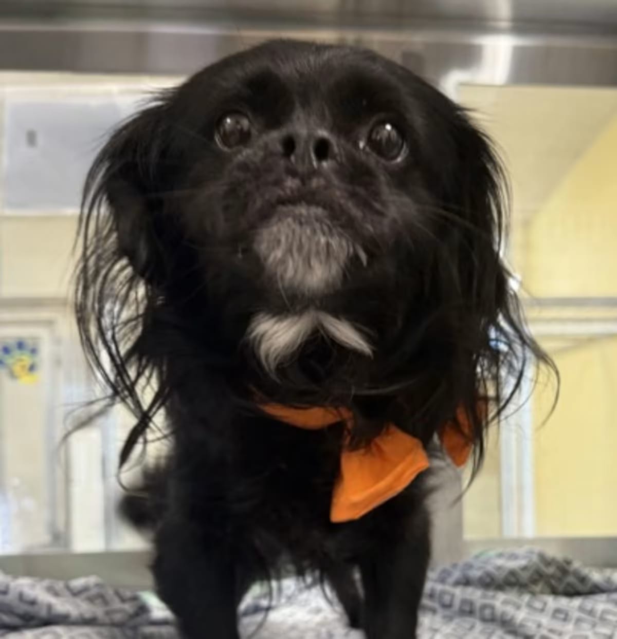 Photo of Philip, adoptable Pekingese in Phoenix, Arizona