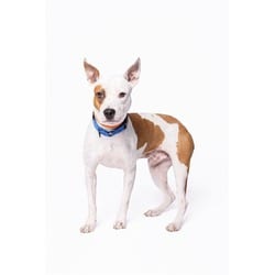 Photo of Gump, adoptable American Bulldog in Doral, Florida