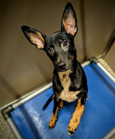 Photo of Luke, adoptable Feist in Clyde, North Carolina