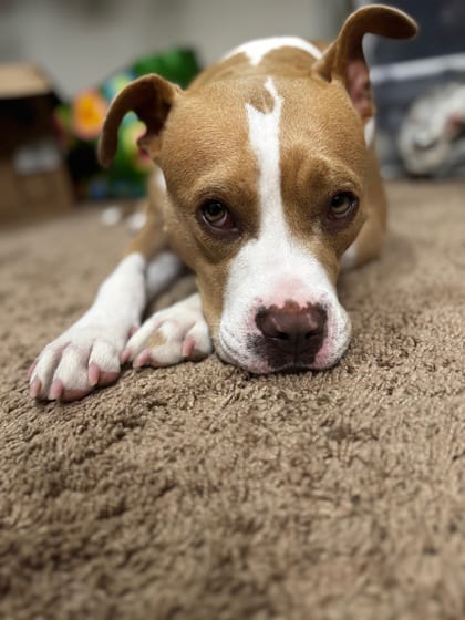 Photo of Moxie- IN FOSTER, adoptable dog in Chamblee, Georgia