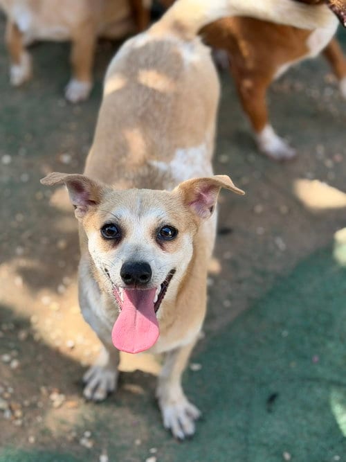 Photo of Aramis, adoptable Rat Terrier in Jackson, Mississippi