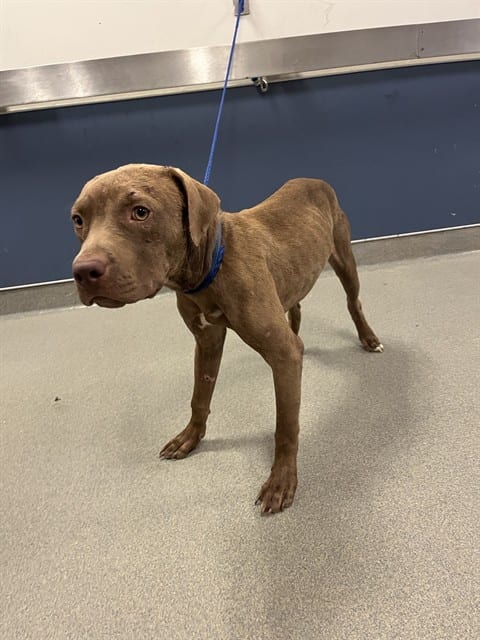 Photo of Igor, adoptable Terrier mix in Miami, Florida