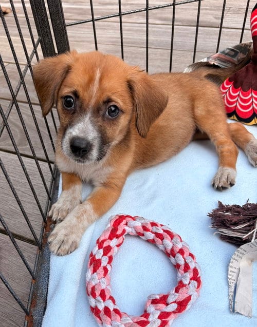 Photo of Londyn, adoptable Labrador Retriever in Tarrytown, Georgia
