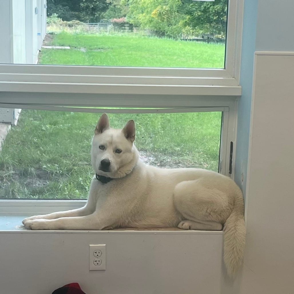 Photo of Glacier, adoptable Husky in Middletown, New York