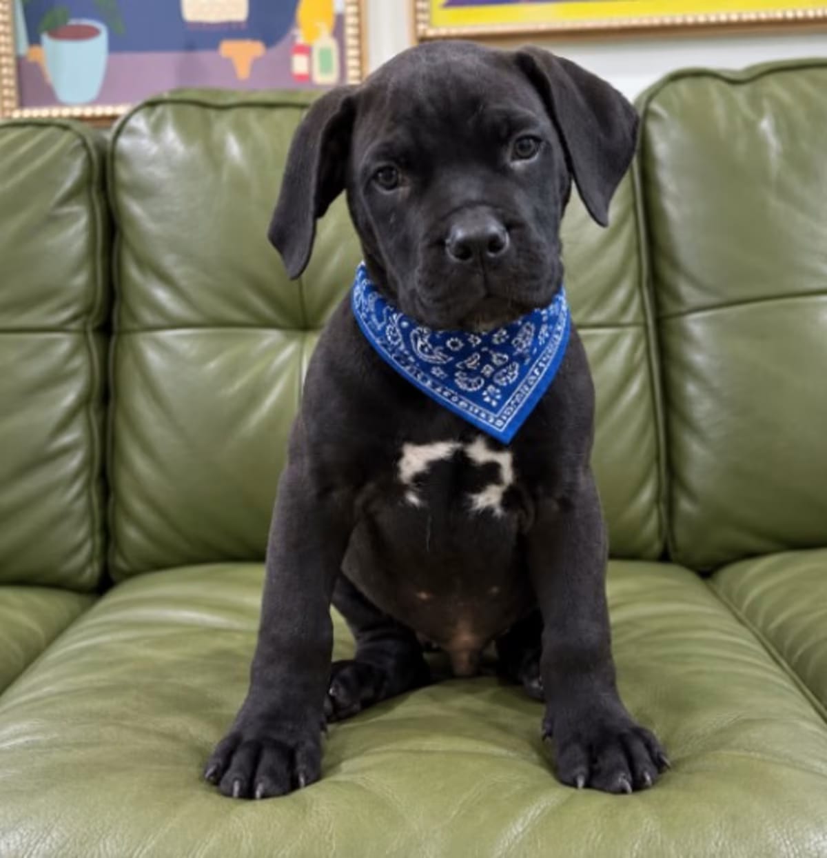 Photo of Leo Little Romeo, adoptable Boxer in Hartford, Connecticut