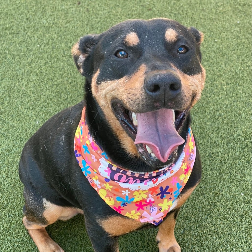 Photo of Ruger, adoptable Rottweiler / Mixed Breed (Medium) in Jacksonville, North Carolina