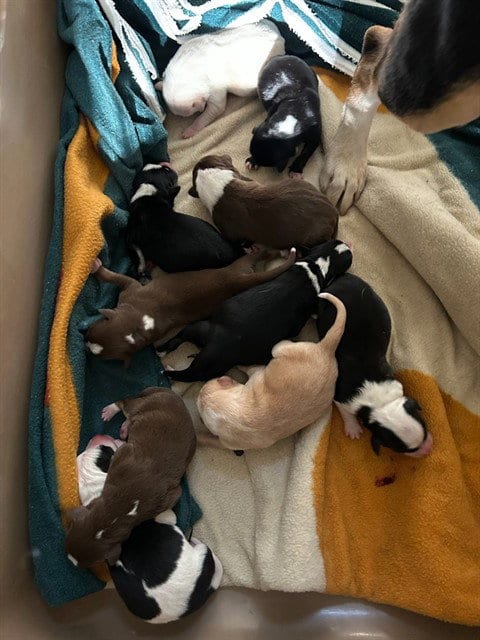 Photo of A1937013, adoptable Beagle in Riverside, California
