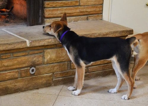 Photo of Maggie, adoptable Hound in Enfield, Connecticut
