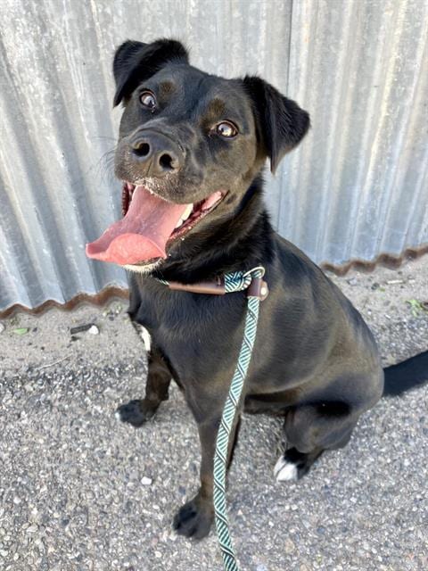 Photo of Waylon, adoptable Border Collie in Albuquerque, New Mexico