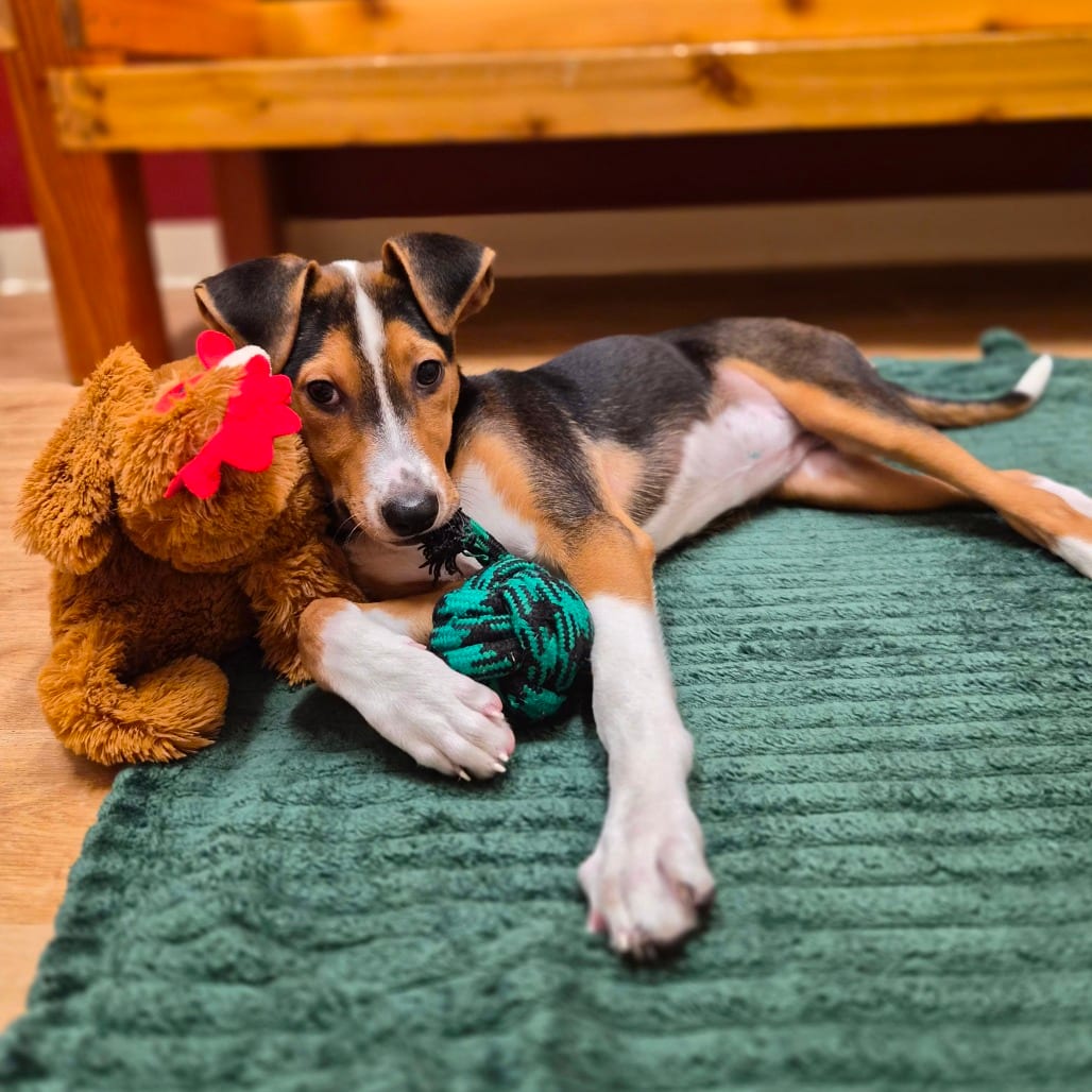Photo of Harper, adoptable Coonhound / Mix in Woodstock, Illinois
