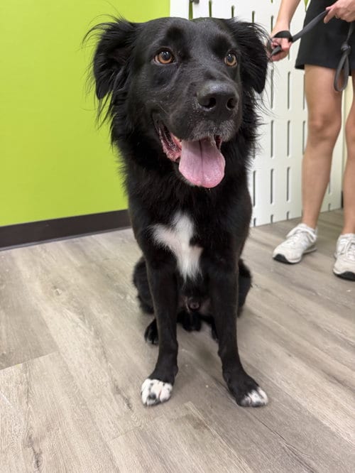 Photo of Shane, adoptable Labrador Retriever in The Woodlands, Texas