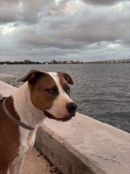Photo of Tsuki, adoptable Terrier in Miami, Florida