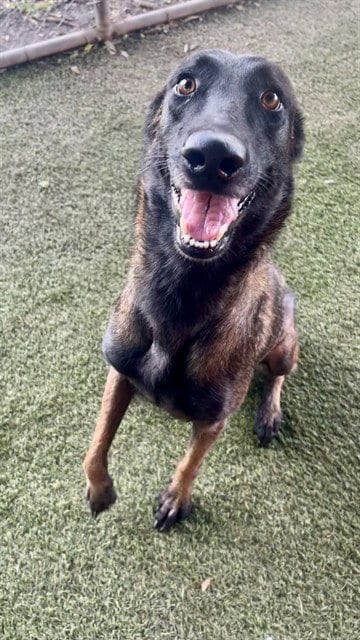 Photo of Artemis, adoptable Belgian Shepherd Malinois in Miami, Florida